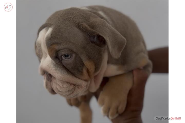 English Bulldog Puerto Rico