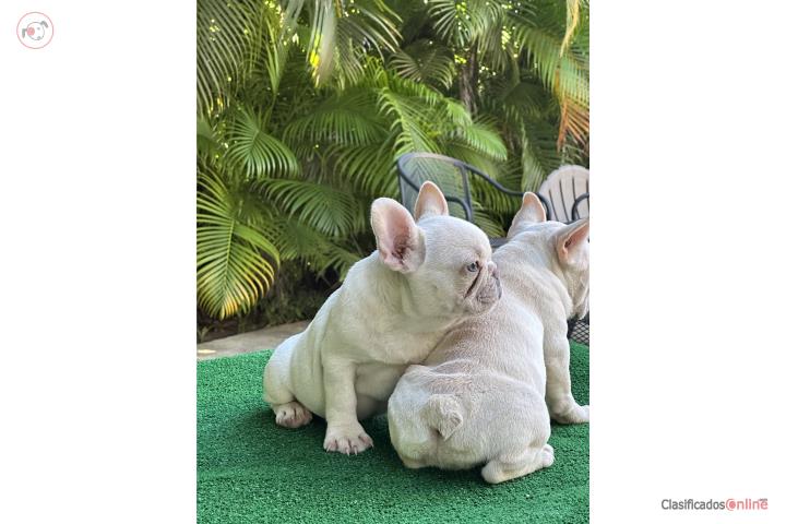 French bulldog  Puerto Rico