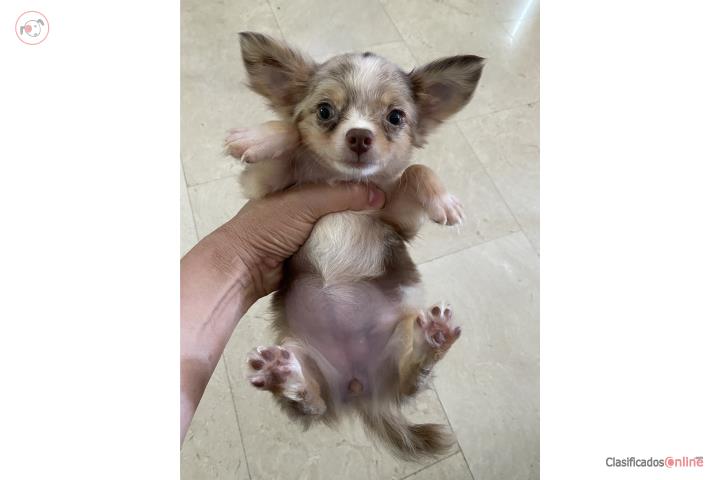 CHIHUAHUA MERLE CHOCOLATE PELO LARGO HEMBRA  Puerto Rico