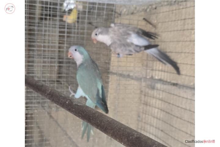 PAREJA PROBADA Puerto Rico