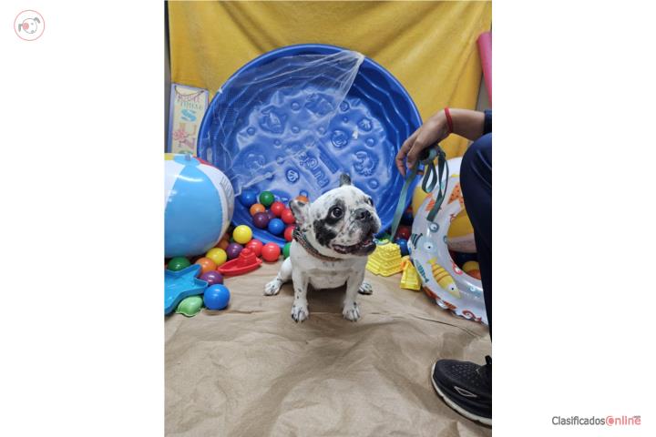 French Bulldog hembra de un anno y 11 meses Puerto Rico