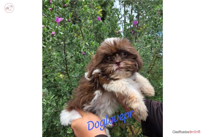 SHIH-TZU TOY MACHO AKC  Puerto Rico