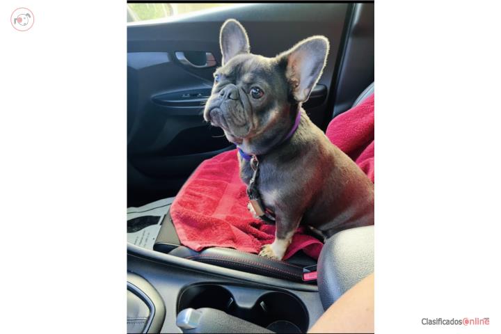 French bulldog  Puerto Rico