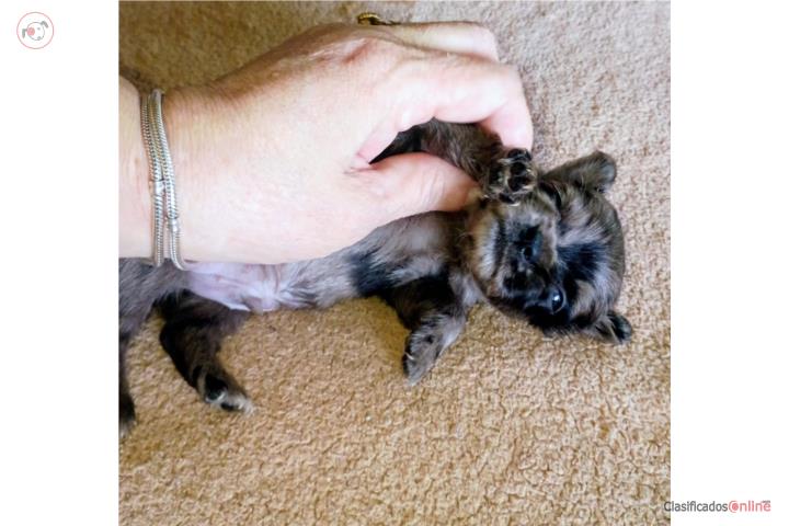 Chihuahua merle fluffy Puerto Rico