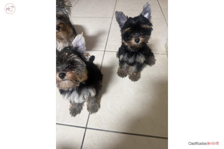 Yorkie  Puerto Rico