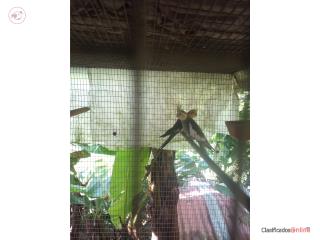 Pareja cockatiel