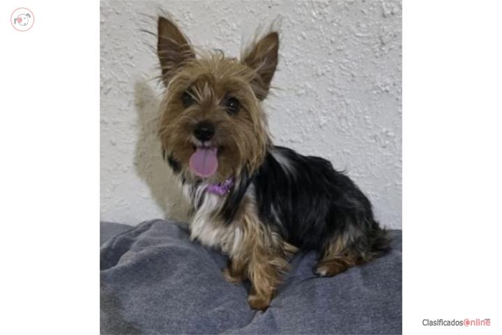 YORKIE TRADICIONAL Puerto Rico