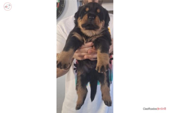 Rottweiler puppies machos Puerto Rico
