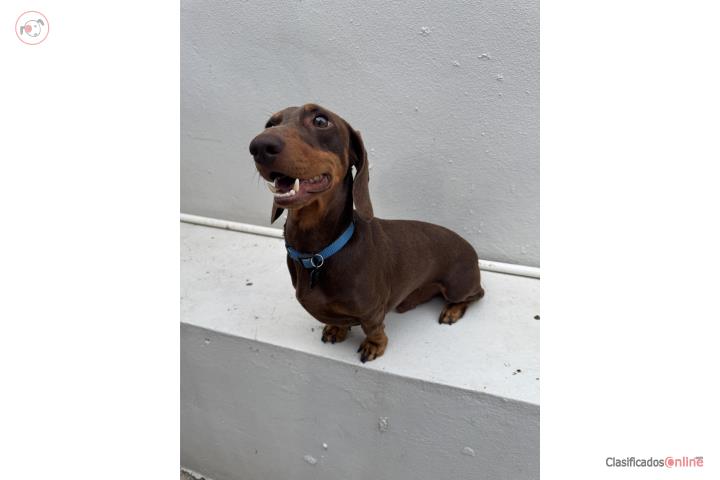 Precioso Dachshund (Salchicha) Padrote Puerto Rico