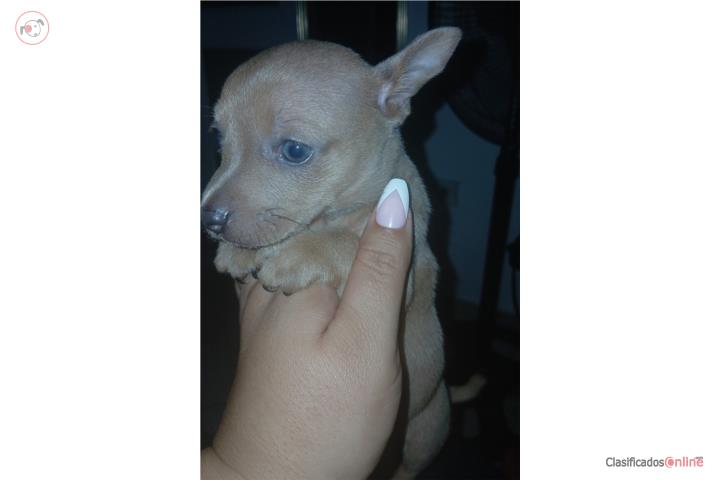 Hermosos chihuahua  Puerto Rico