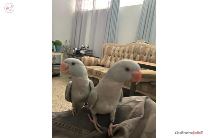 Ringneck Manso Macho 3 meses Puerto Rico