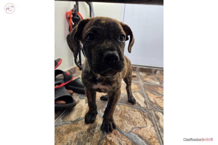 Presa canario nacieron el 21 de marzo  Puerto Rico