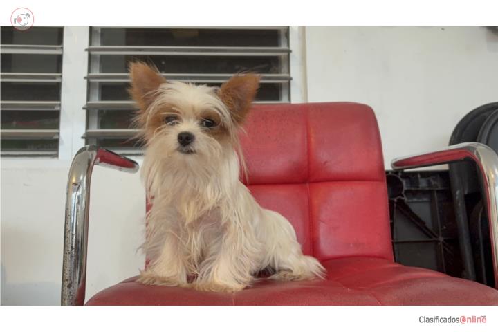 Yorkie (Yorkshire Terrier) Parti color hembra Puerto Rico