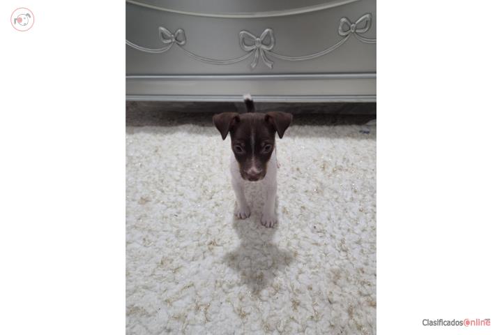 Rat Terrier macho color chocolate y blanco  Puerto Rico