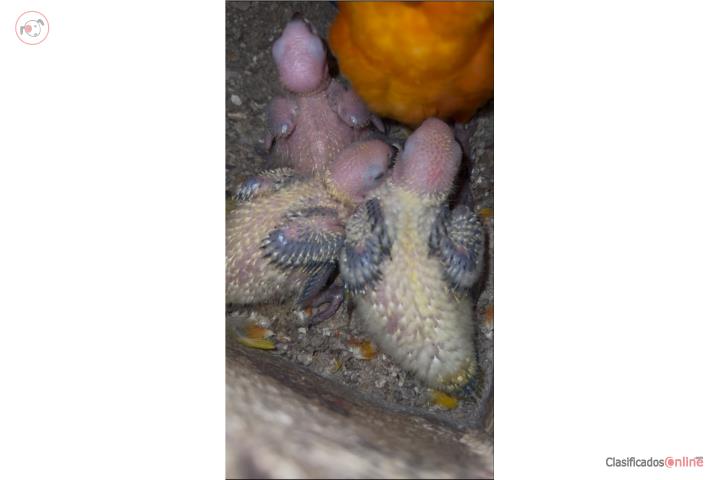 Sonconuros hand feed  Puerto Rico