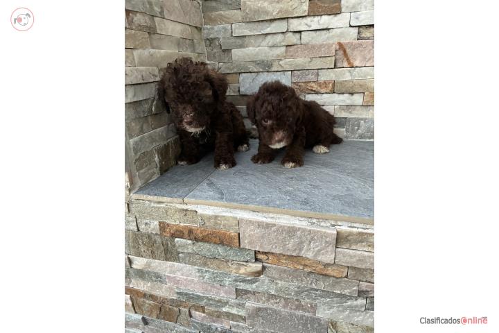 Poodle Toys Chocolate Puros Puerto Rico