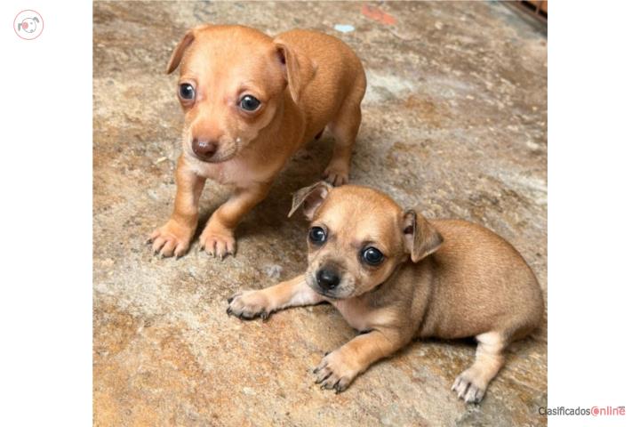 Perros chihuahua  Puerto Rico