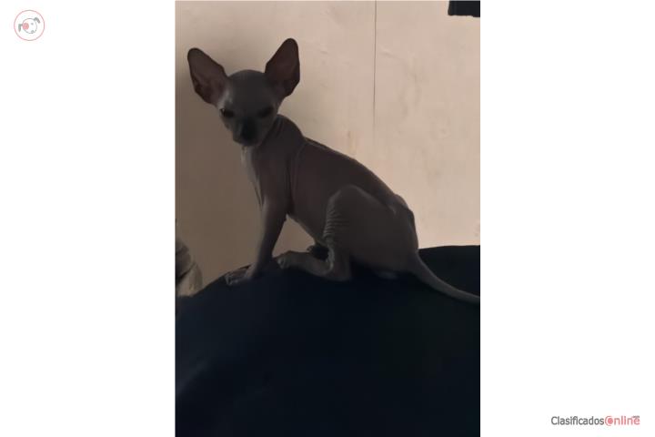 Gatitos sphynx  Puerto Rico