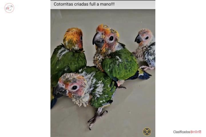 Cotorritas Sun Conuro criadas a mano Puerto Rico