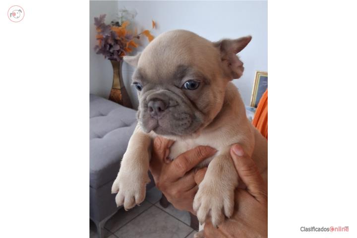 French Bulldog Puerto Rico
