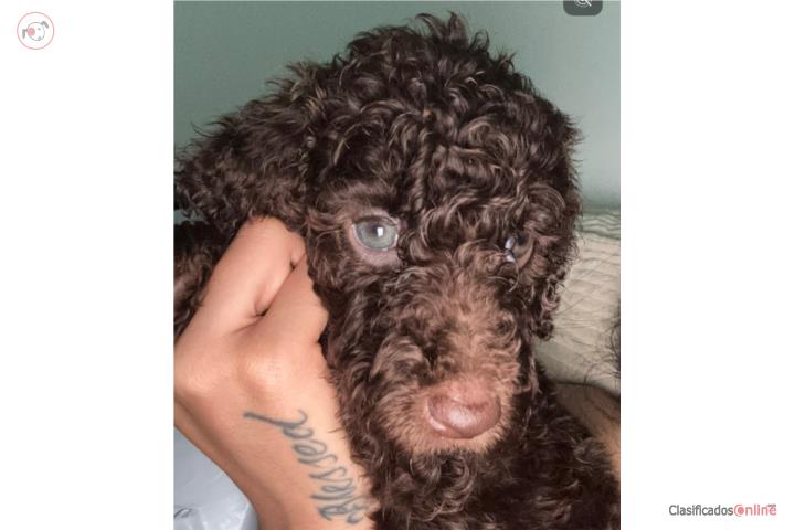 Poodles Standard Puerto Rico