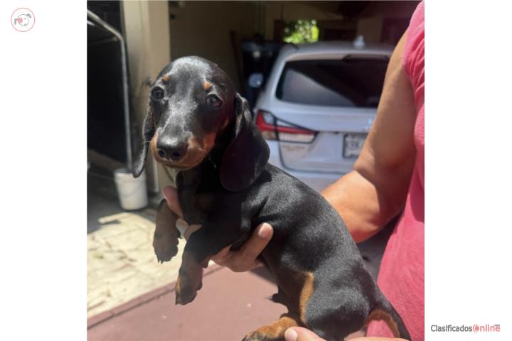 Dachshund (Salchicha) black and tan macho  Puerto Rico