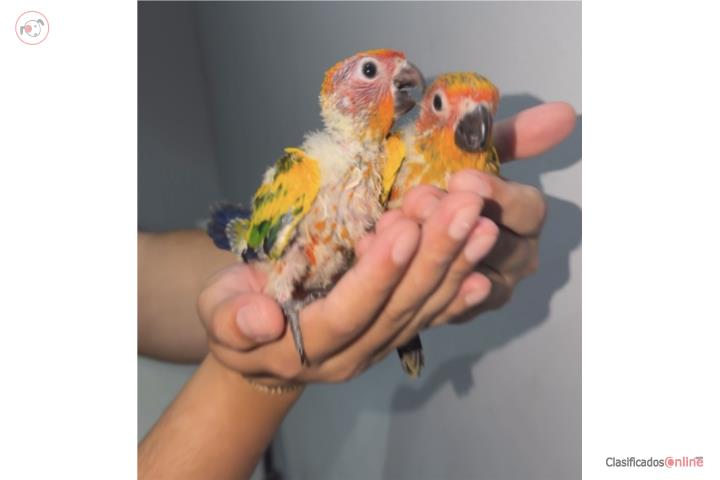 Sonconuros bebes  Puerto Rico