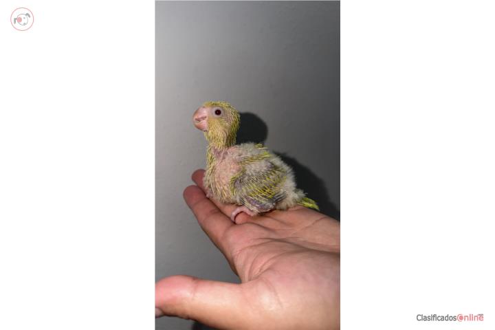Quaker amarillo bebé  Puerto Rico