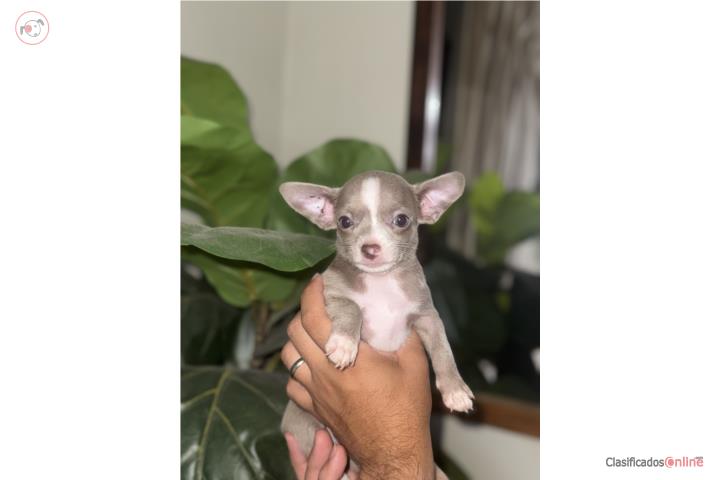 Chihuhua hembra  Puerto Rico