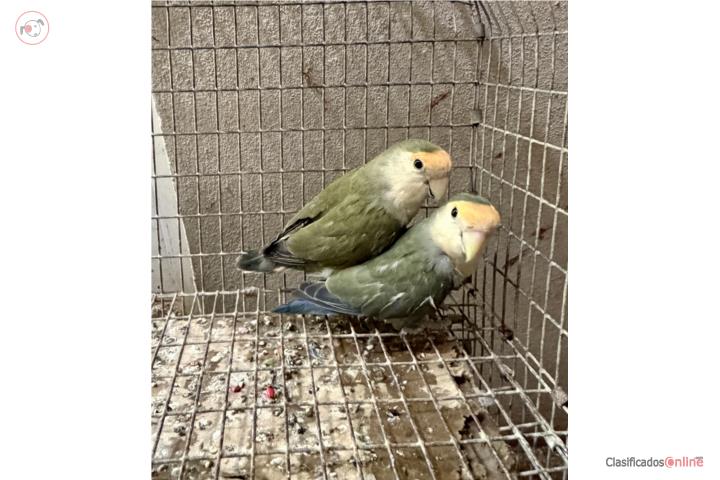 Pareja de lovebrid  Puerto Rico