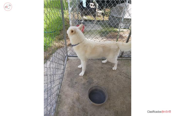 Siberian Husky Hembra Adulta  Puerto Rico