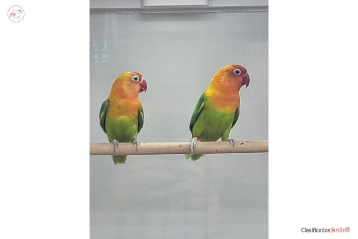 Lovebird Puerto Rico