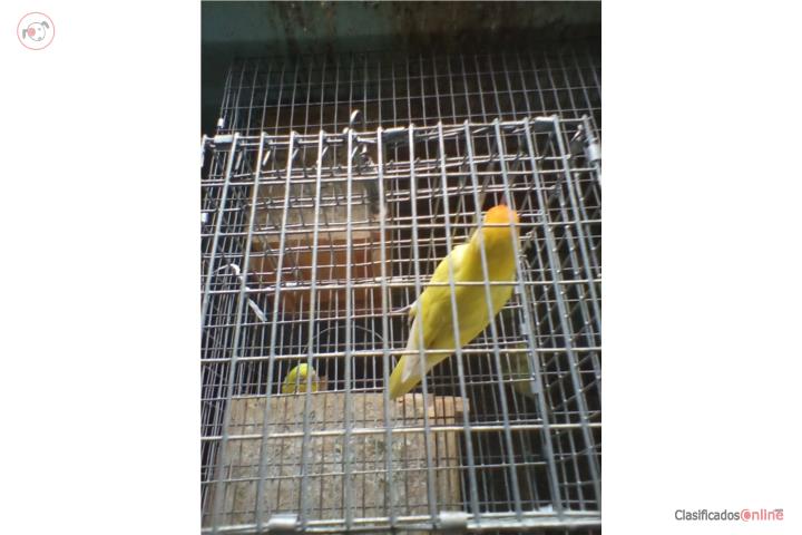 LOVEBIRD ANILLADO YELLOW MACHO ADULTO Puerto Rico