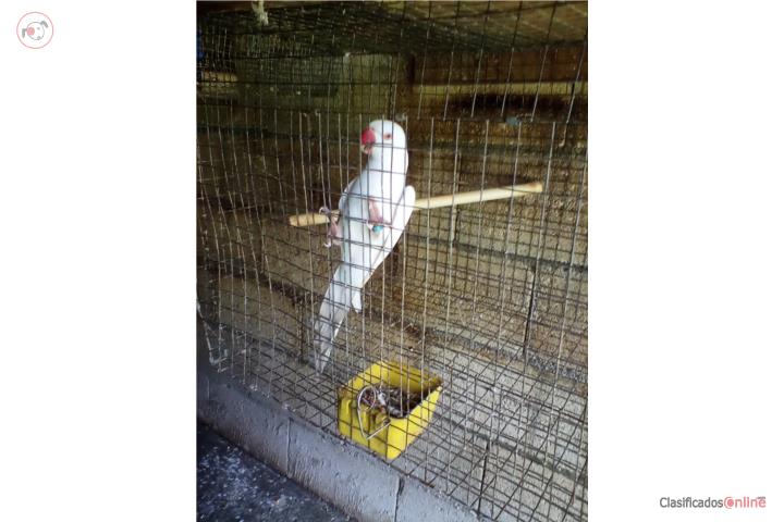 RINGNECK ALBINO MACHO ADULTO Puerto Rico