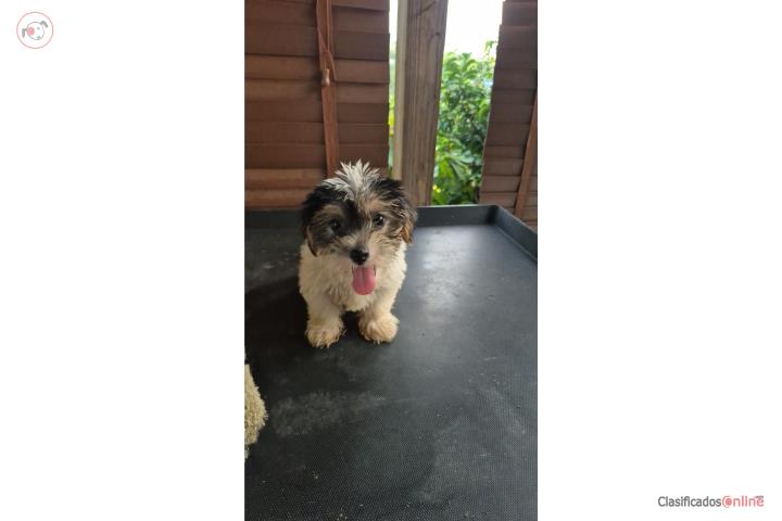 Yorki  miniatura Puerto Rico