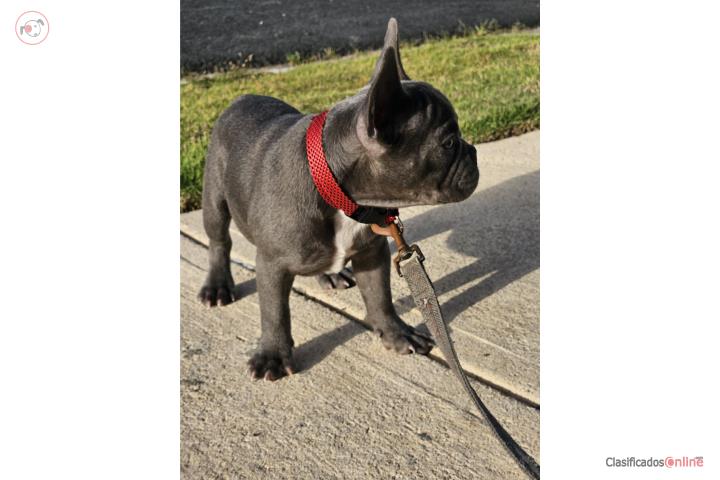 French Bulldog  Puerto Rico