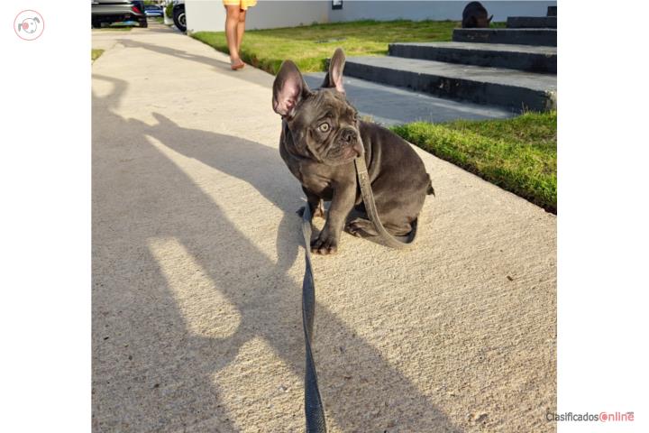 French bulldog  Puerto Rico
