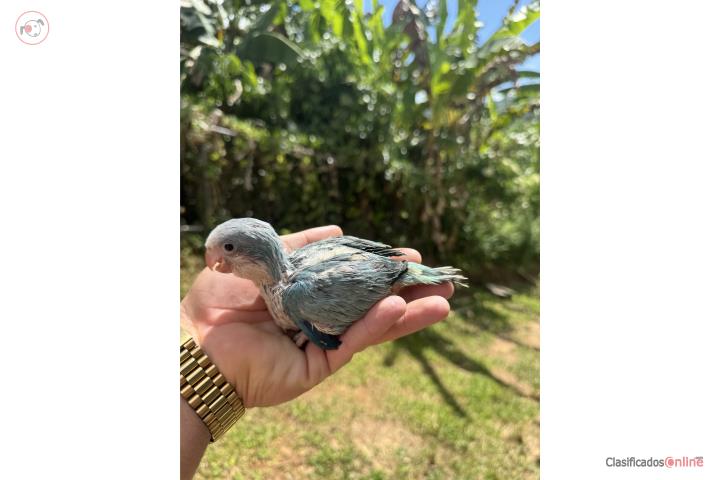 Quaker Azul opalinas Puerto Rico