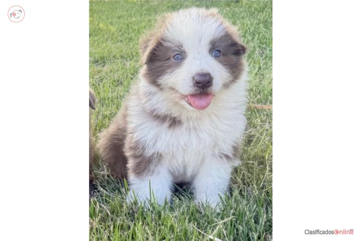 German Shepherd Panda AKC Puerto Rico
