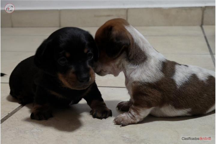 Perros Salchicha  Puerto Rico