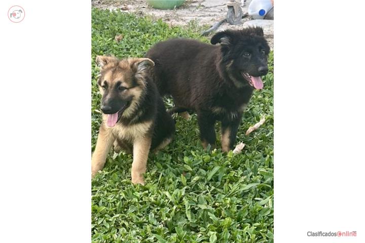 German Shepherd hembras de pelo largo Puerto Rico