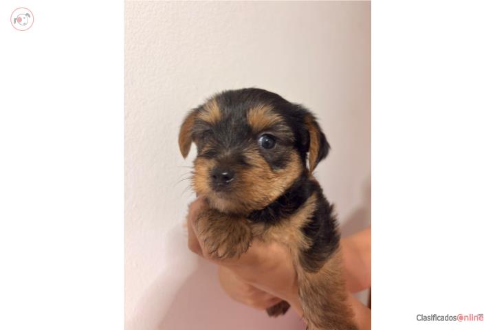 Yorkie  Puerto Rico