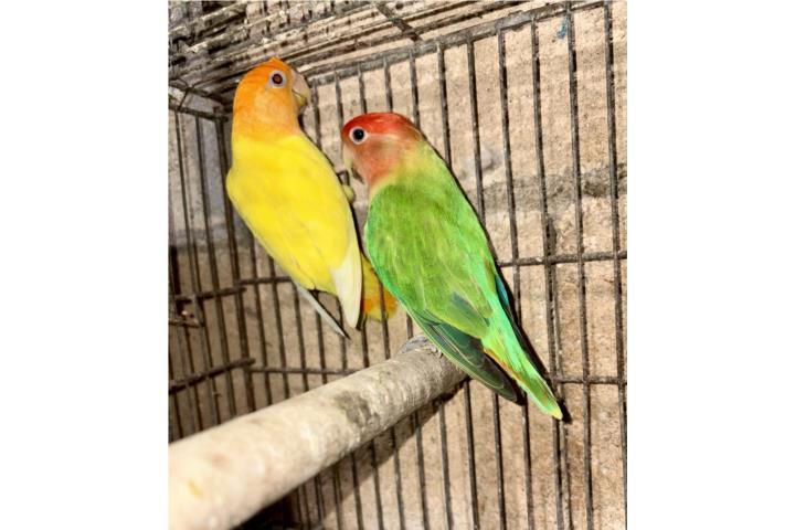 Pareja de lovebrid opalinos  Puerto Rico