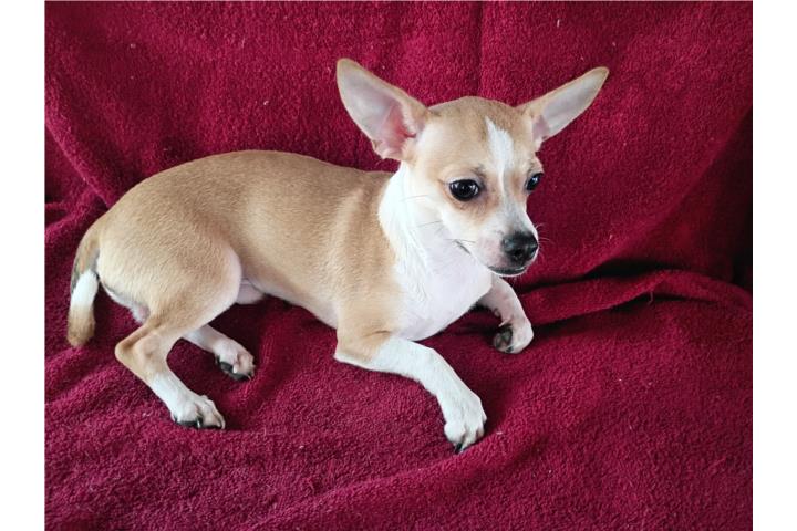 Chihuahua  Puerto Rico