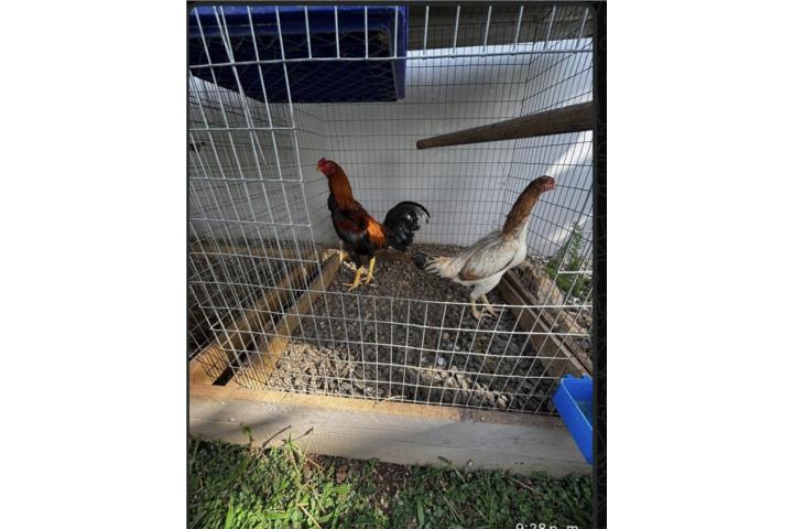 Trio de Gallos Saipan Puerto Rico