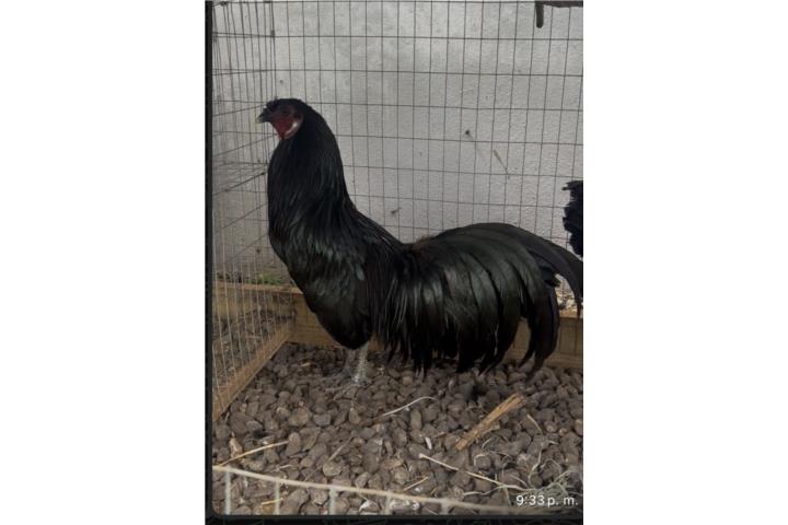 Gallo Sumatra Puerto Rico