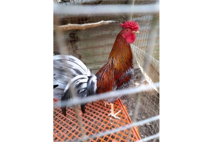 Pollos cresta y barba  Puerto Rico