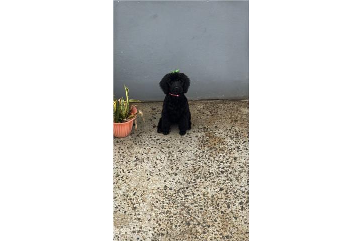 Golden Doodle  Puerto Rico