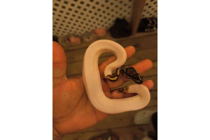 Pied  Puerto Rico