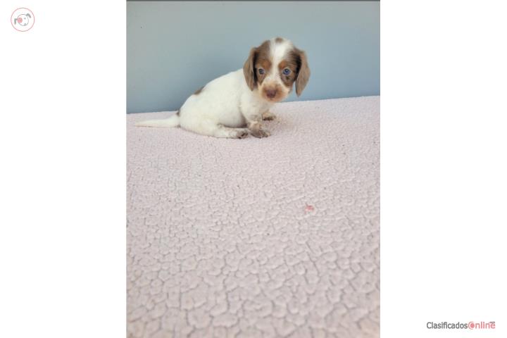 Mini Dachshund / Salchicha Long Hair  Puerto Rico